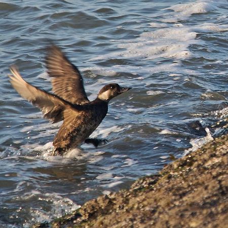 Seevilla Wietjes Whg 6 Baltrum Kültér fotó